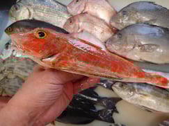 ホウボウの寿司　デリバリー