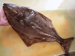 オヒョウ　知床　羅臼　未利用魚