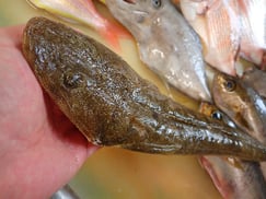 マゴチの寿司　デリバリー　出前