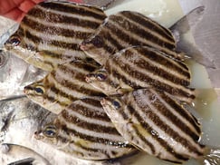 カゴカキダイの寿司　デリバリー