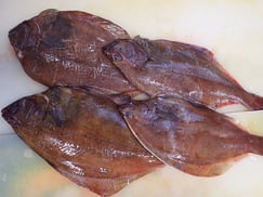 ソウハチガレイ　知床　羅臼　未利用魚