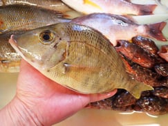 フエフキダイの寿司　美味しいお寿司　出前