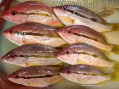 ヨコスジフエダイ　SDGs　寿司　出前