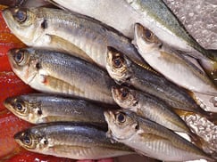 マアジの寿司　デリバリー