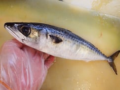 ごまさば　高級寿司　出前