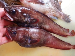 エゾイソアイナメ　大船渡　未利用魚