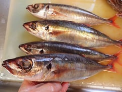 オアカアジ　五島列島の魚　未利用魚