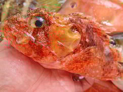 カボチャフサカサゴのにぎり　寿司　出前