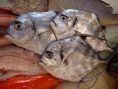 イトヒキアジの寿司　美味しいお寿司　出前