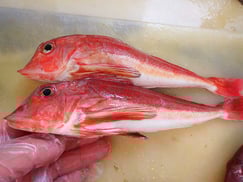 カナガシラ　大船渡　未利用魚