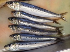 マイワシの寿司　美味しいお寿司　出前