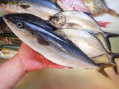 ツムブリの寿司　デリバリー　出前