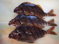 タカノハダイの寿司　デリバリー