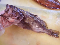 アオゾイ　高級宅配寿司