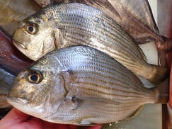 ヘダイの寿司　デリバリー　出前