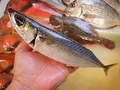 ゴマサバ　五島列島の魚　未利用魚