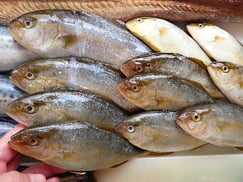 カンパチの寿司　デリバリー