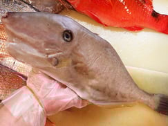 ウスバハギ　五島列島の魚　未利用魚