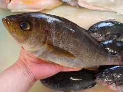 イサキの寿司　デリバリー　出前