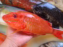 ホウライヒメジの寿司　デリバリー　出前