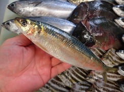 ママカリの寿司　美味しいお寿司　出前