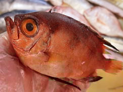 チカメキントキ　大船渡　未利用魚