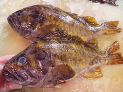 青ソイ　北海道　未利用魚