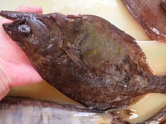 SDGs　アサバガレイの寿司　出前　デリバリー