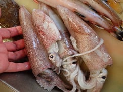 ケンサキイカの寿司　デリバリー