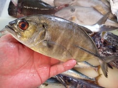 ギンガメアジの寿司　デリバリー