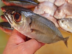 メアジの寿司　デリバリー　出前