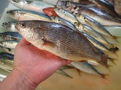 イシモチの寿司　美味しいお寿司　出前