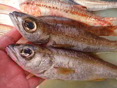 クロムツの寿司　デリバリー