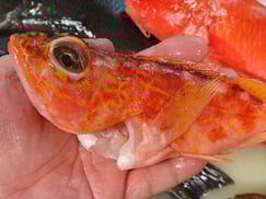 アヤメカサゴの寿司　デリバリー