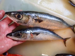 ゴマサバの寿司　美味しいお寿司　出前