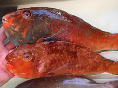 ブダイの寿司　デリバリー