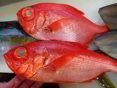 黒酢の寿司　寿司　出前