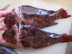 ブダイの寿司　美味しいお寿司　出前