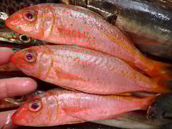 アカヒメジの寿司　デリバリー