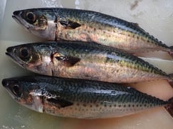 ゴマサバの寿司　美味しいお寿司　出前