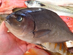 メジナの寿司　デリバリー