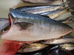 ブリの寿司　美味しいお寿司　出前