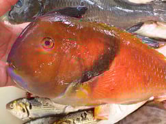 イラの寿司　デリバリー