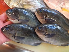 メジナの寿司　デリバリー　出前