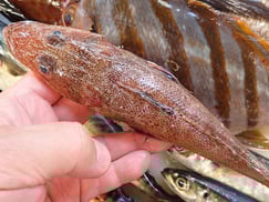 イネゴチの寿司　デリバリー