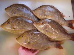 ハマフエフキの寿司　美味しいお寿司　出前