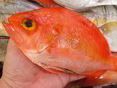 アカイサキのメスのにぎり　寿司　出前