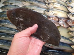 クロウシノシタの寿司　美味しいお寿司　出前