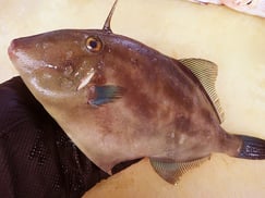 ウマヅラハギ　岩手　未利用魚