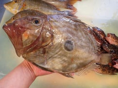 SDGs　マトウダイの寿司　美味しいお寿司　出前